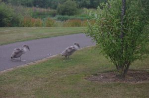 The Ugly Duckling and her Brothers, the cygnets of Bathgate
