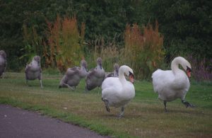 The Ugly Duckling and her Brothers, the cygnets of Bathgate